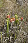 Crimson pitcherplant